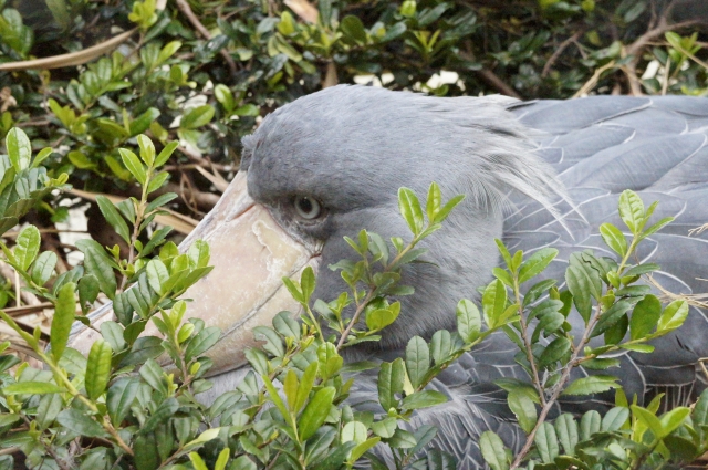 soku_03883.jpg :: 動物 鳥類 