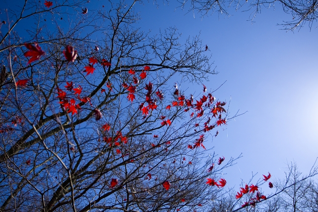 soku_03912.jpg :: 自然 風景 空 樹木 もみじ 