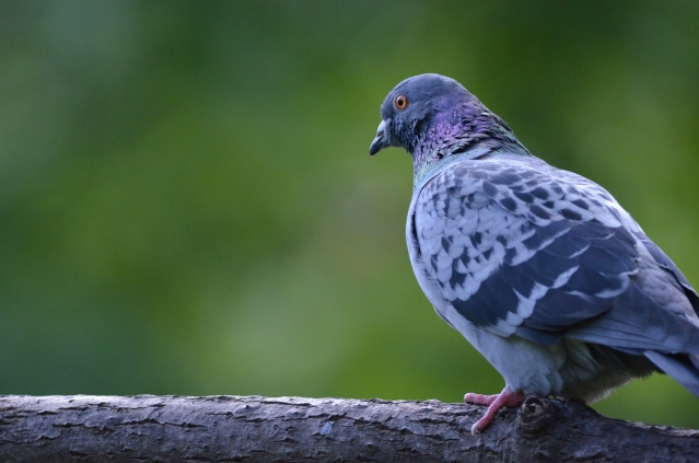 soku_04014.jpg :: 動物 鳥類 鳩 