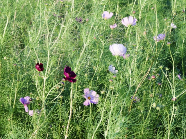 soku_04095.jpg :: 植物 花 秋桜 コスモス 