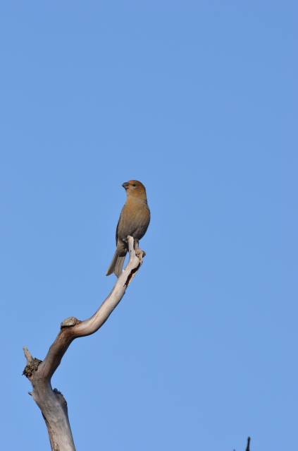 soku_04196.jpg :: 動物 鳥類 イスカ 