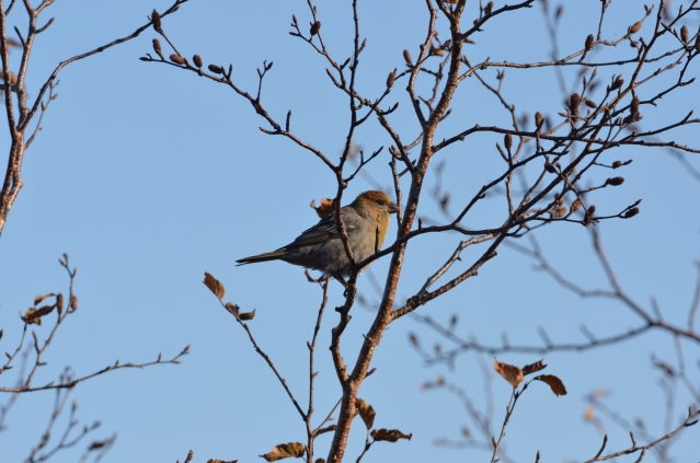 soku_04229.jpg :: 動物 鳥類 