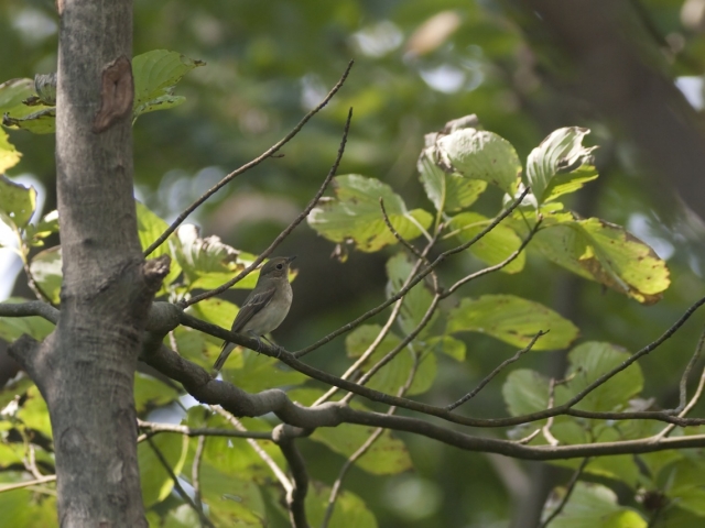 soku_04246.jpg :: 動物 鳥類 ヒタキ 