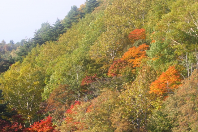 soku_04300.jpg :: 木 山 紅葉 天元台 by yamagata 