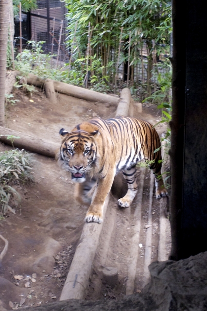 soku_04307.jpg :: 動物 哺乳類 虎 トラ 上野動物園 