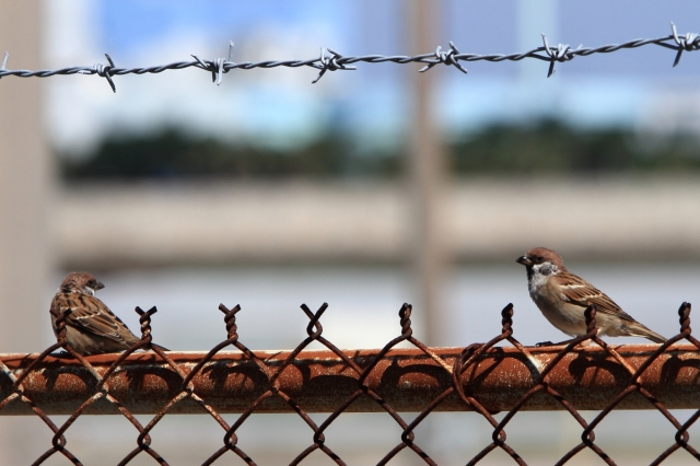 soku_04566.jpg :: 動物 鳥類 スズメ 有刺鉄線 