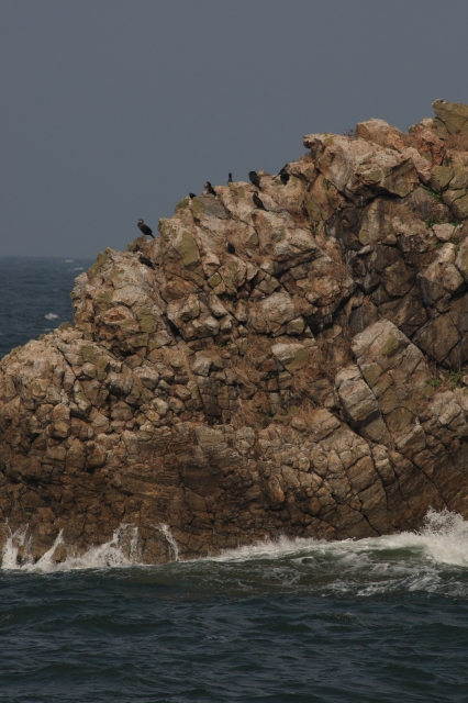 soku_04611.jpg :: 動物 鳥類 自然 風景 波 海岸 by Niigata 