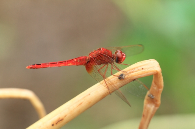 soku_04637.jpg :: トンボ 昆虫 