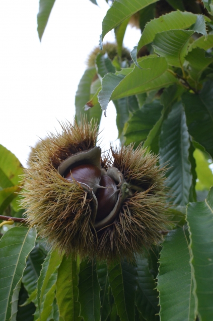 soku_04681.jpg :: 物 モノ 食べ物 栗 クリ 