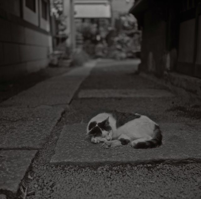 soku_04757.jpg :: 動物 哺乳類 猫 ネコ 銀塩 フィルム 白黒 モノクロ 