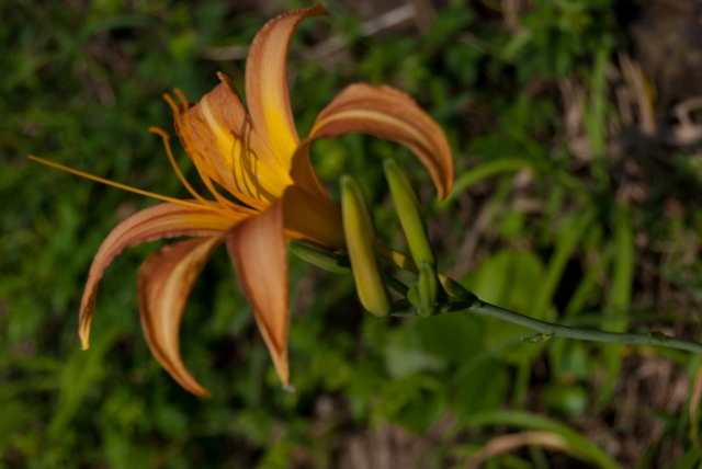 soku_04777.jpg :: 植物 花 ユリ 