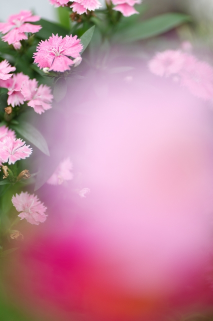 soku_04778.jpg :: 植物 花 