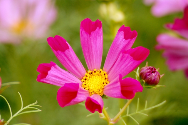 soku_04781.jpg :: コスモス 花 シーシェル 秋桜 植物 