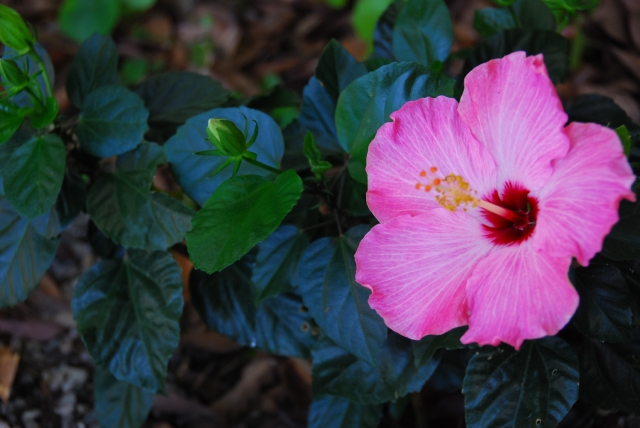 soku_04783.jpg :: 植物 花 ハイビスカス 