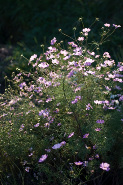 soku_04785.jpg :: 植物 花 秋桜 コスモス 