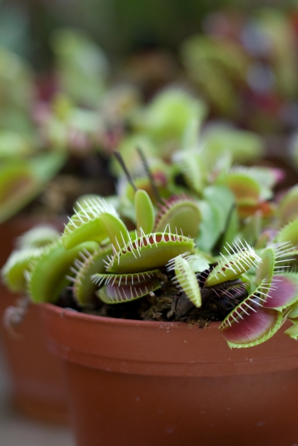 soku_04800.jpg :: 植物 花 食虫植物 ハエトリグサ 