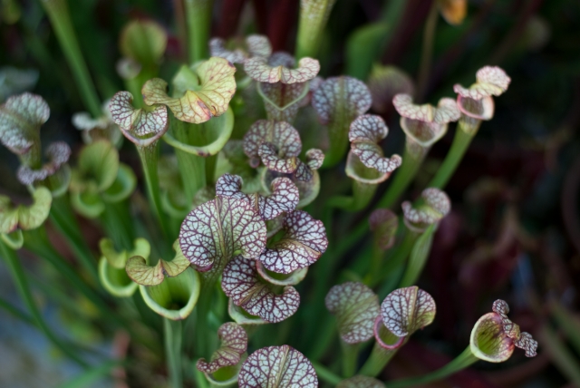 soku_04801.jpg :: 植物 花 食虫植物 サラセニア 