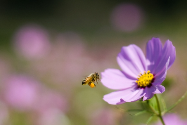 soku_04834.jpg :: 植物 花 秋桜 コスモス 動物 昆虫 ハチ 