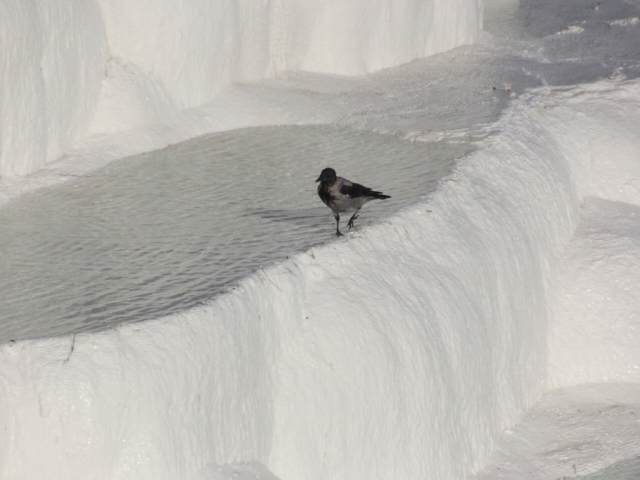 soku_04890.jpg :: 自然 風景 雪 動物 鳥類 トルコ パムッカレ イエガラス 