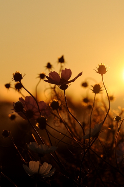 soku_05021.jpg :: 植物 花 秋桜 コスモス 自然 風景 夕日 夕焼け 日没 