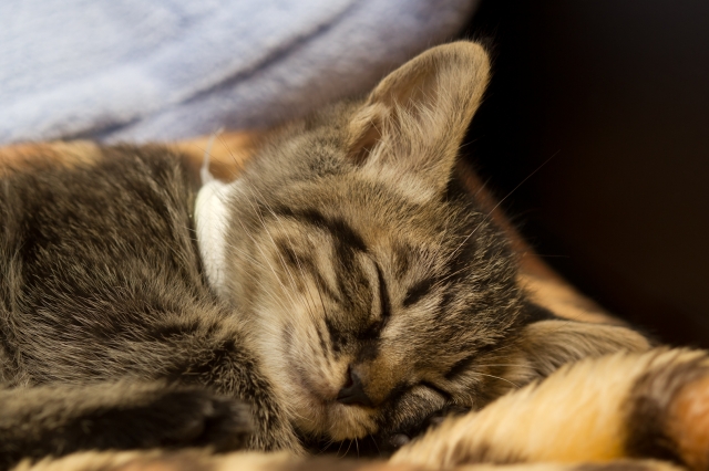 soku_05038.jpg :: あんこ 動物 哺乳類 猫 ネコ 子猫 