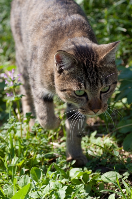 soku_05049.jpg :: KissX3 動物 哺乳類 猫 ネコ 