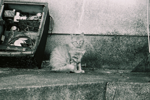 soku_05051.jpg :: 動物 哺乳類 猫 ネコ モノクロ 