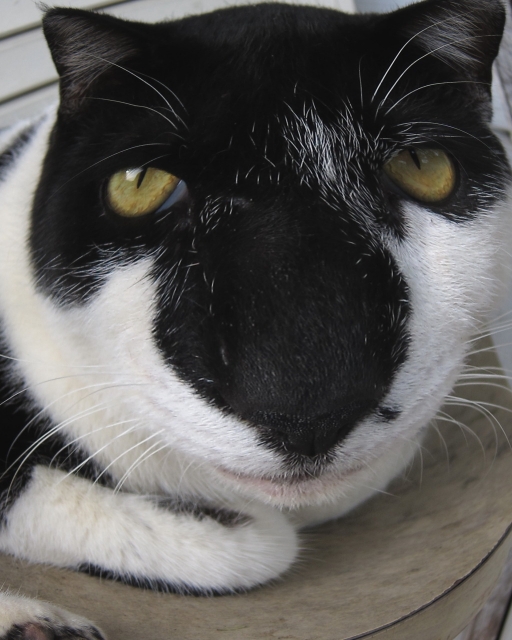 soku_05082.jpg :: PowerShotS95 動物 哺乳類 猫 ネコ 魚眼レンズ フィッシュアイ モード強 