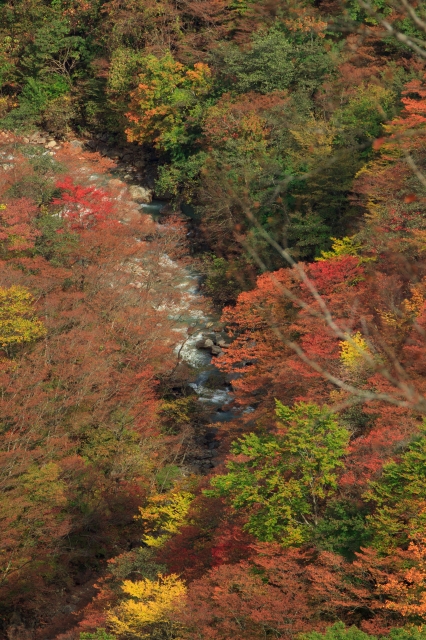 soku_05196.jpg :: 秋冬の行事 紅葉狩り 風景 自然 紅葉 蔵王 