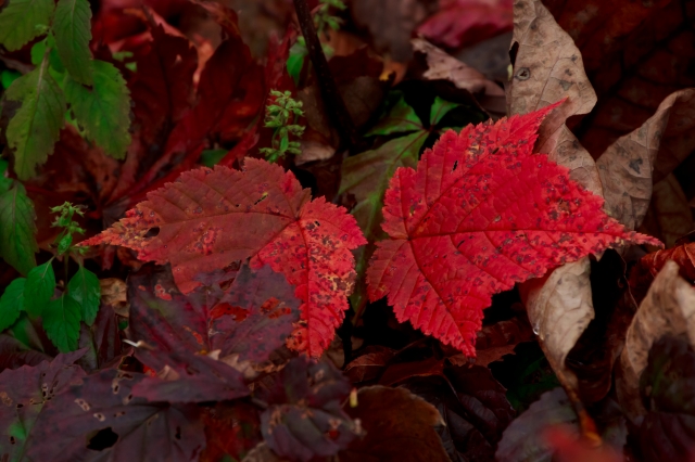 soku_05199.jpg :: 秋冬の行事 紅葉狩り 風景 自然 紅葉 蔵王 