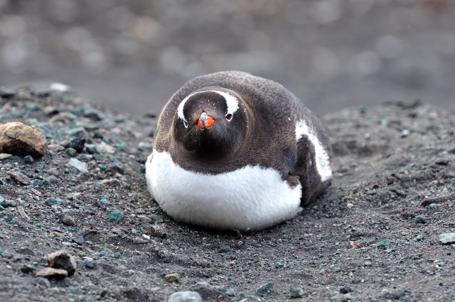 soku_05238.jpg :: 動物 鳥類 ペンギン ジェンツーペンギン 