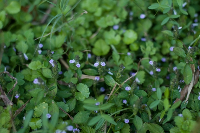 soku_05271.jpg :: 植物 花 草葉 雑草 