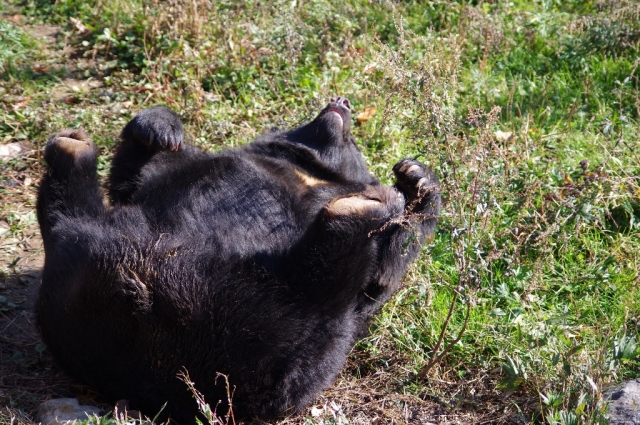 soku_05301.jpg :: 動物 哺乳類 動物園 クマ M字開脚 