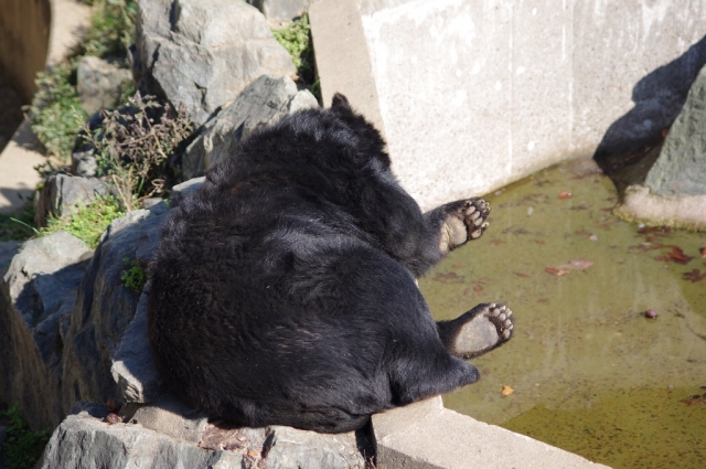 soku_05302.jpg :: 動物 哺乳類 動物園 クマ 