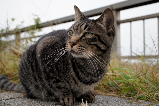 soku_05324.jpg :: 江ノ島 動物 哺乳類 猫 ネコ 