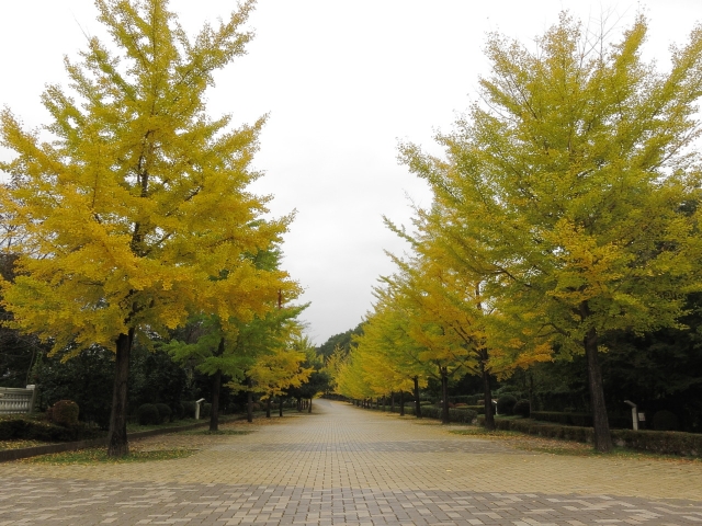 soku_05357.jpg :: PowerShotS95 風景 自然 森林 イチョウ 秩父ミューズパーク 植物 