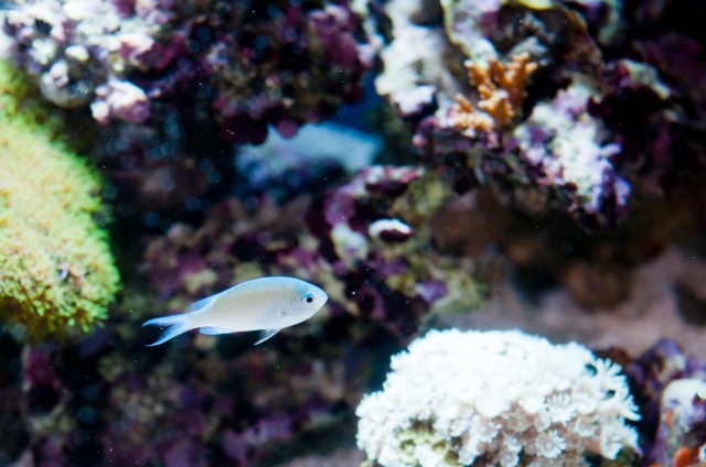 soku_05387.jpg :: 動物 魚類 水族館 