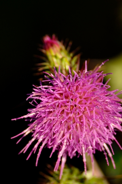 soku_05463.jpg :: 植物 花 アザミ 