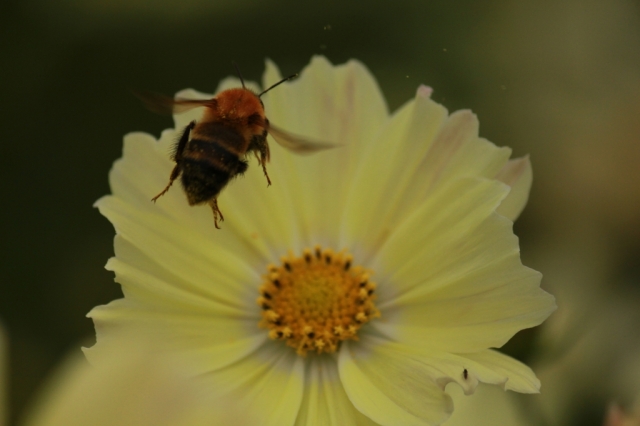 soku_05472.jpg :: 黄色いコスモスと蜂 