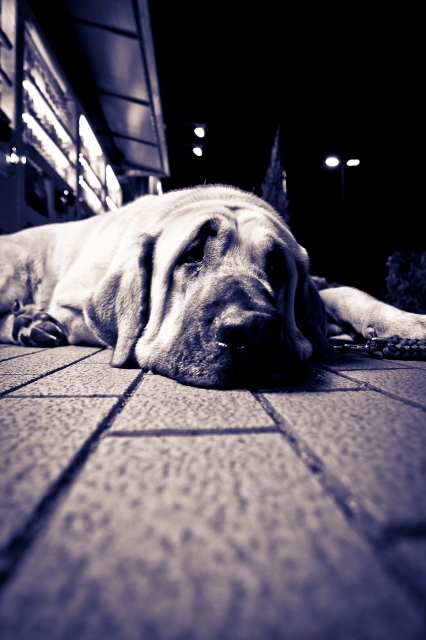 soku_05485.jpg :: 動物 哺乳類 犬 イヌ 