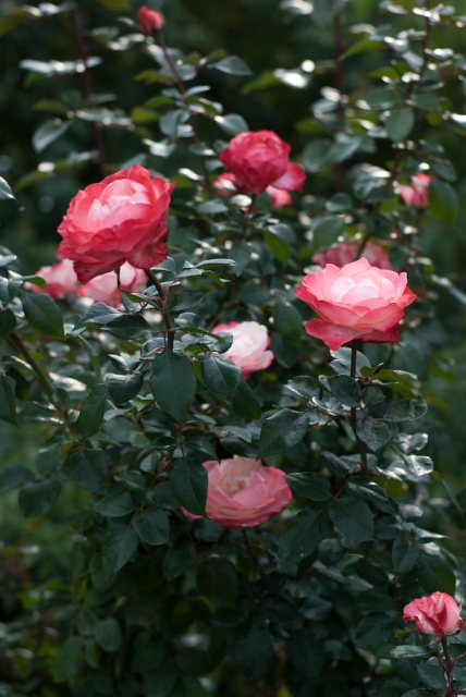 soku_05514.jpg :: 植物 花 薔薇 バラ 