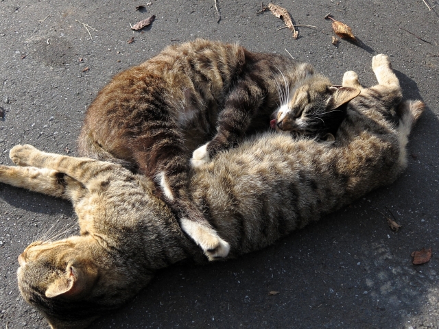 soku_05597.jpg :: PowerShotS95 動物 哺乳類 猫 ネコ 69 シックスナイン 舌 