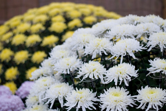 soku_05600.jpg :: 植物 花 菊 キク 菊花展 