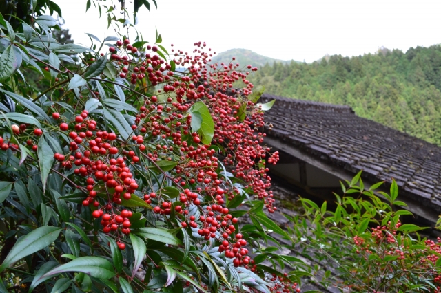 soku_05710.jpg :: 植物 樹木 枝 