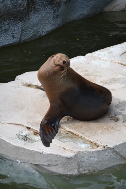 soku_05711.jpg :: 動物 海の生物 アザラシ アシカ 