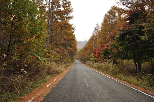 soku_05712.jpg :: 風景 自然 紅葉 黄色い紅葉 