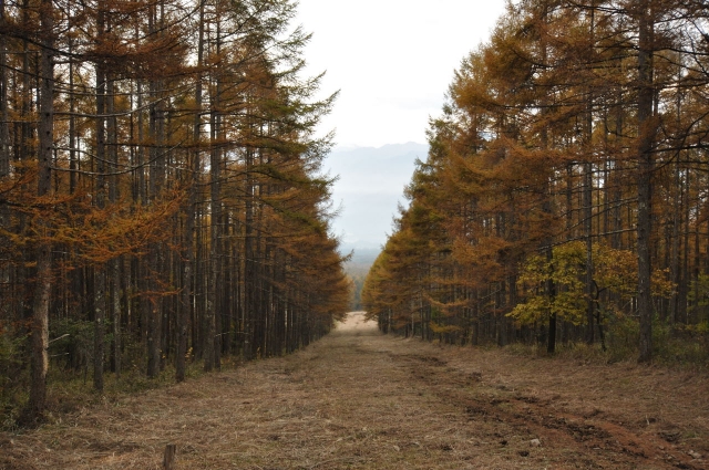 soku_05713.jpg :: 風景 自然 紅葉 黄色い紅葉 