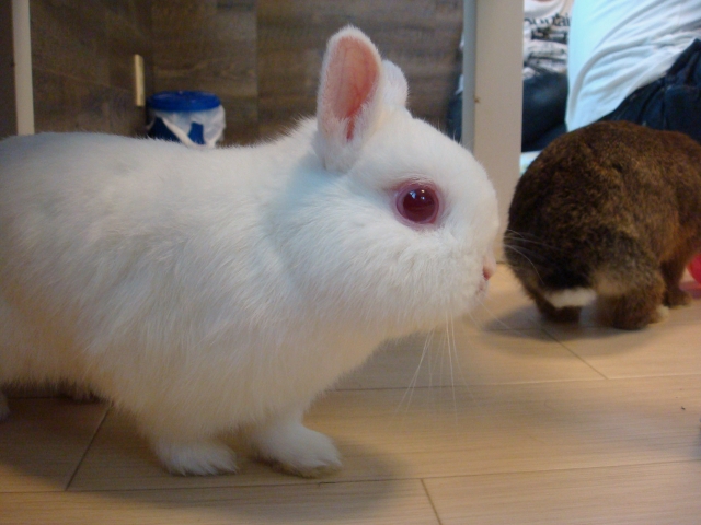 soku_05794.jpg :: 動物 哺乳類 兎 ウサギ うさぎ うさぎカフェ 