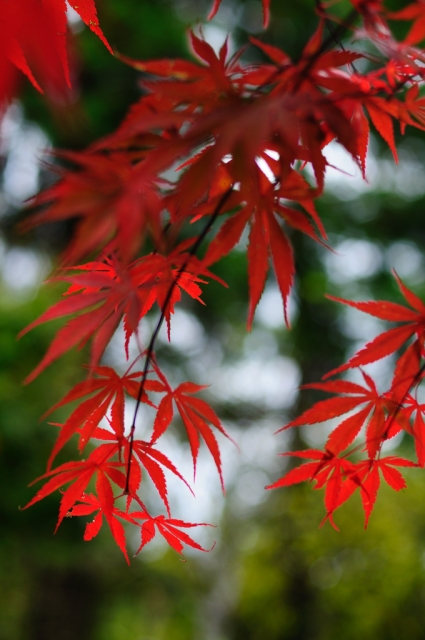 soku_05835.jpg :: 風景 自然 紅葉 赤い紅葉 