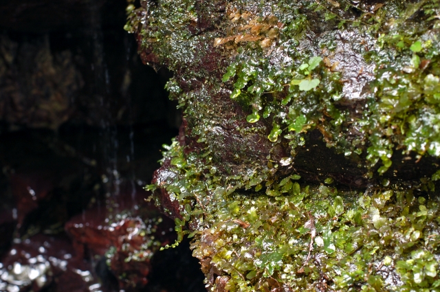 soku_05841.jpg :: 水分 風景 自然 山奥 苔 